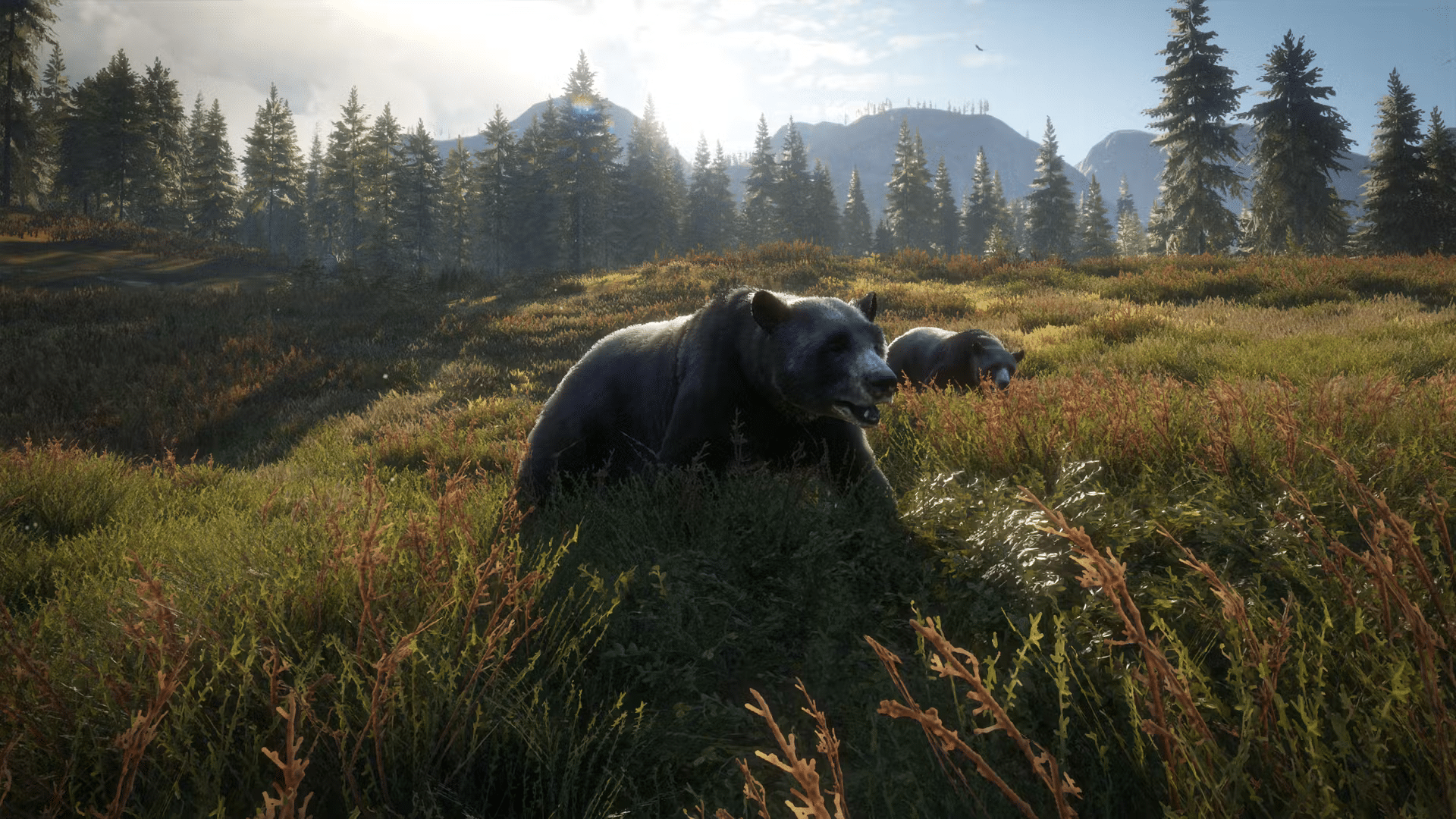 Bear in plains